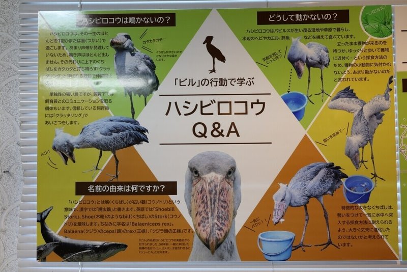 ハシビロコウ 英語 発音 ハシビロコウ 英語 発音