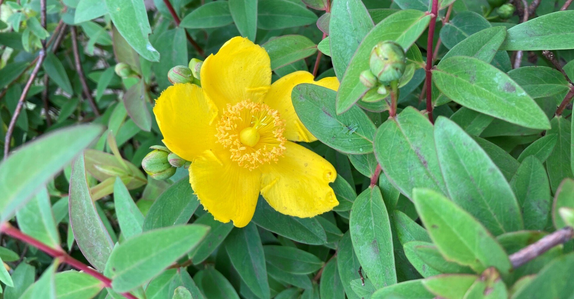 女性を口説いたことを秘密にしておいてほしい時に使える古文 根雨良光 Note