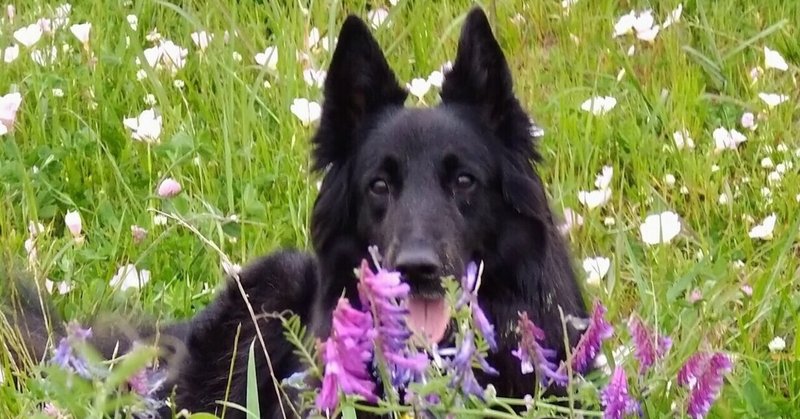 噛む犬のこと の新着タグ記事一覧 Note つくる つながる とどける 噛む犬のこと の新着タグ記事一覧 Note つくる つながる とどける