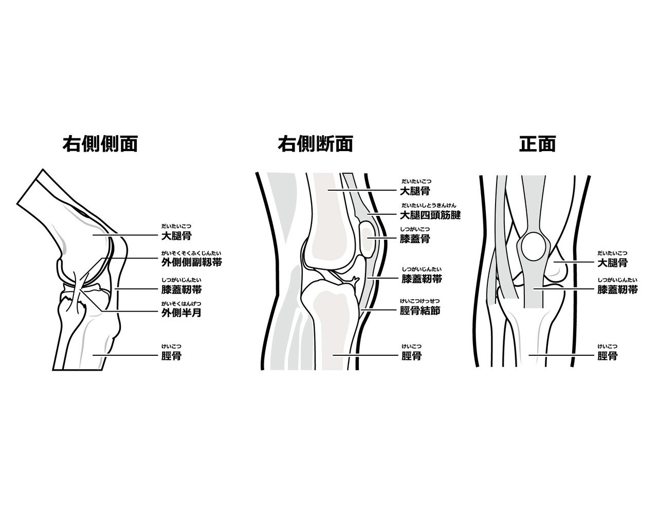 膝解剖図