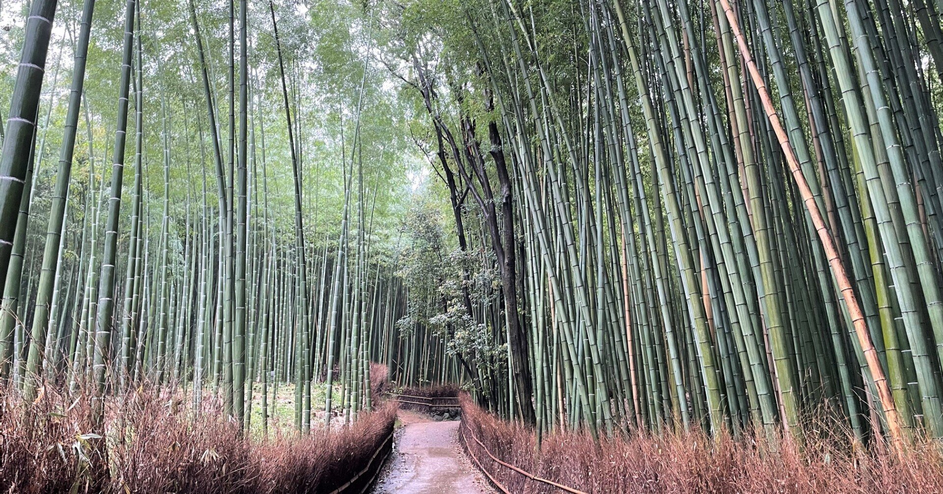 外国籍の方の合算対象期間(カラ期間)｜まかせて安心！街の年金・労務相談所