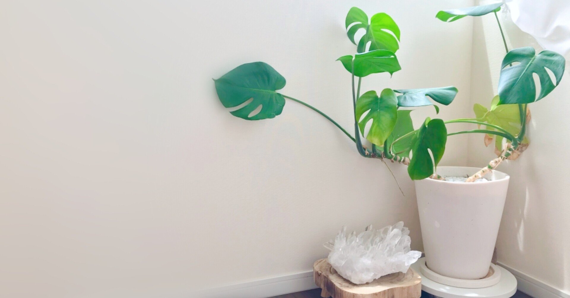 鬼門封じの植物が ビックリ状態 風水師の言葉は本当か Eldorado Note 鬼門封じの植物が ビックリ状態 風水師の言葉は本当か Eldorado Note
