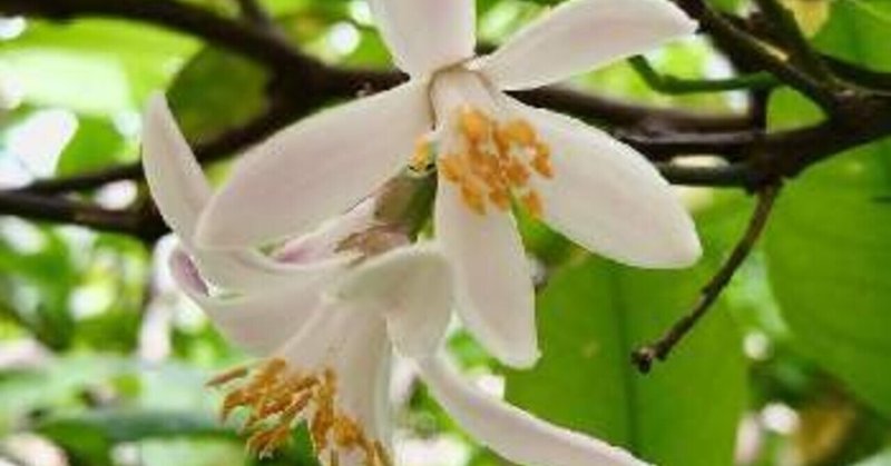 レモンの花言葉 の新着タグ記事一覧 Note つくる つながる とどける レモンの花言葉 の新着タグ記事一覧 Note つくる つながる とどける