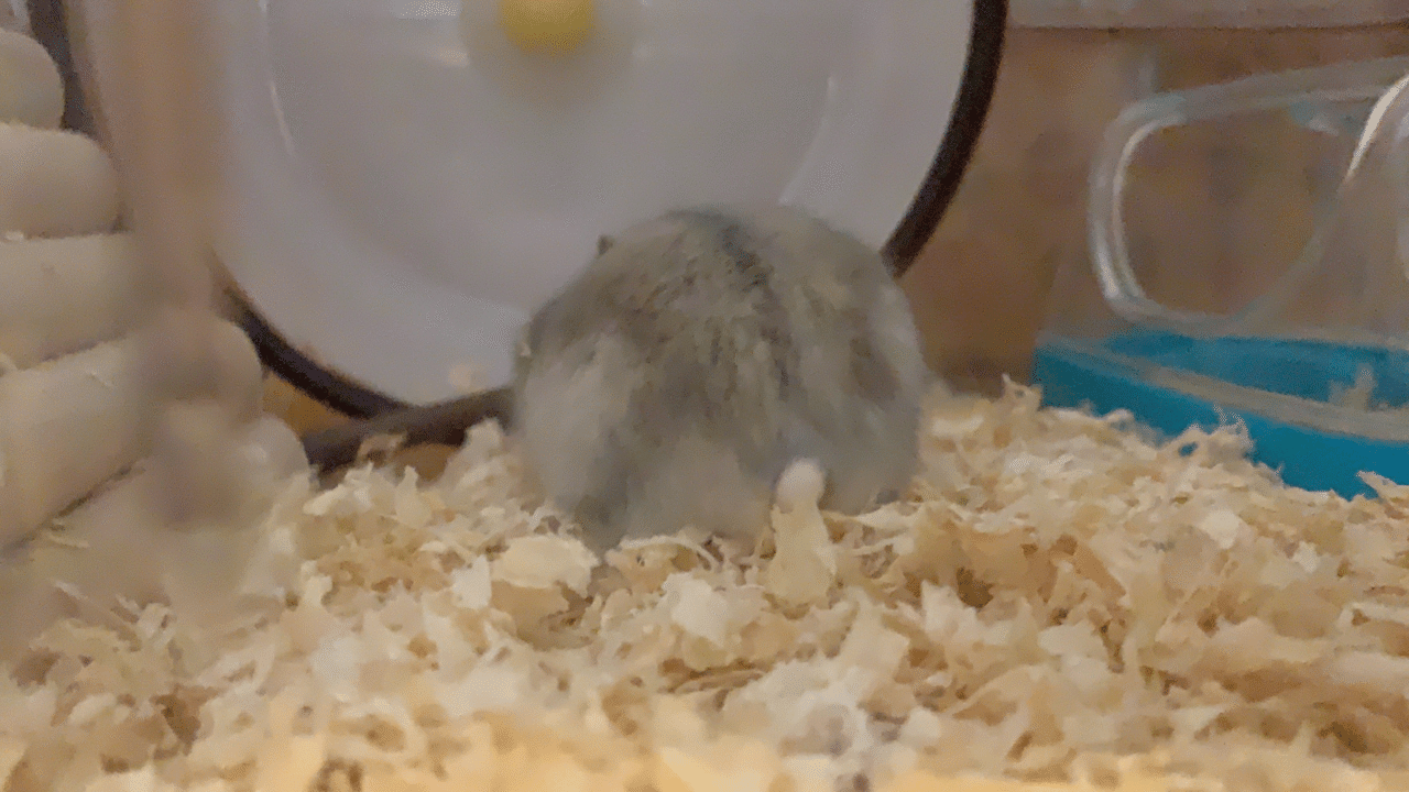 ルームシェア始めました ハムスターと 山内健太郎 Note ルームシェア始めました ハムスターと 山内健太郎 Note