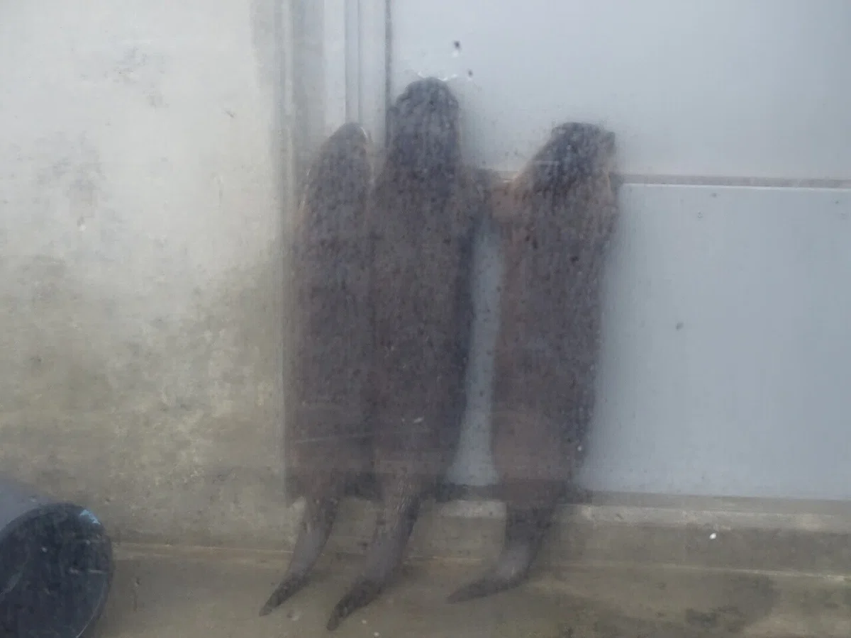 画像33