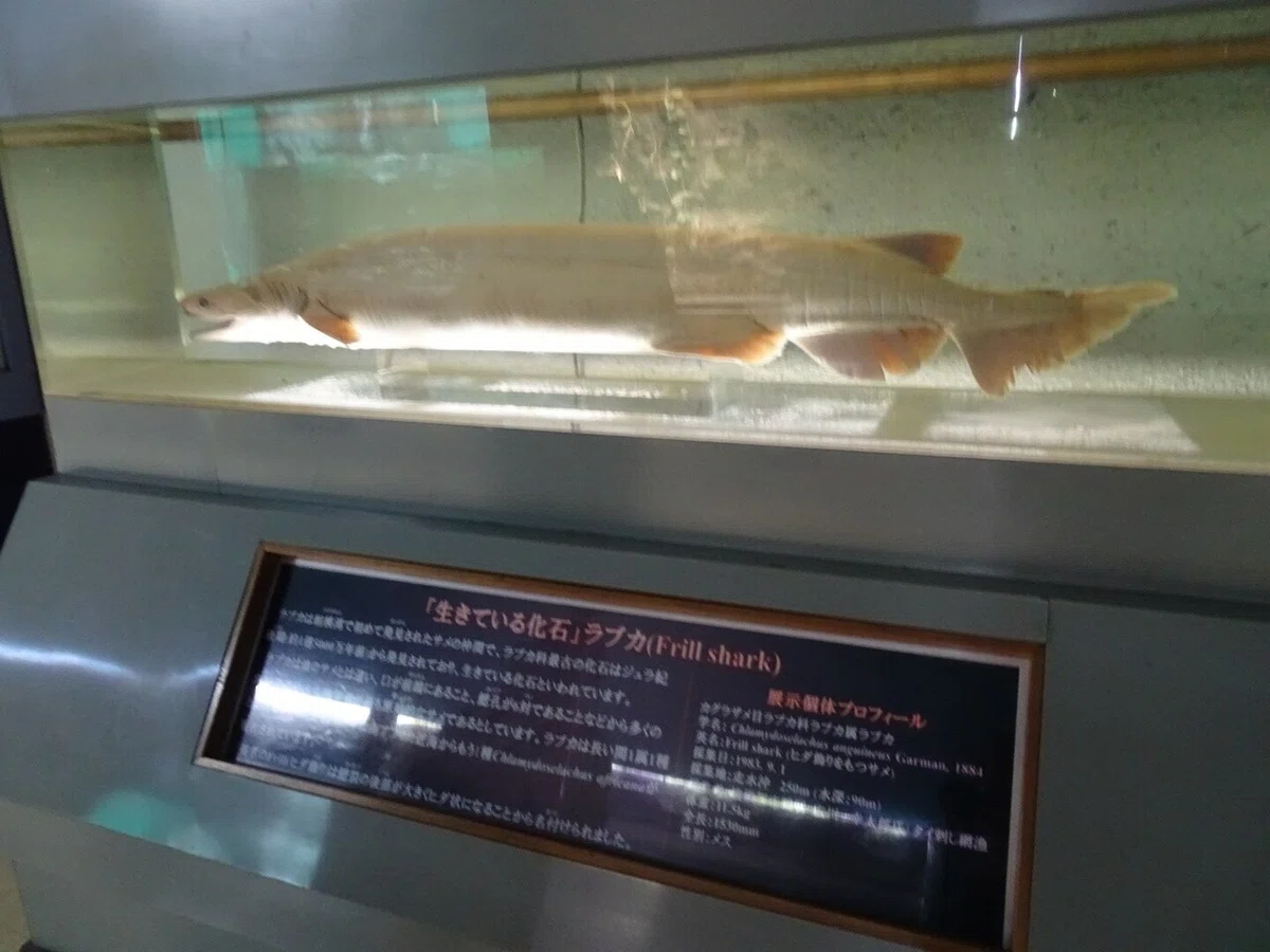 画像65