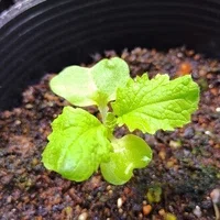日陰者のベランダ菜園 Note