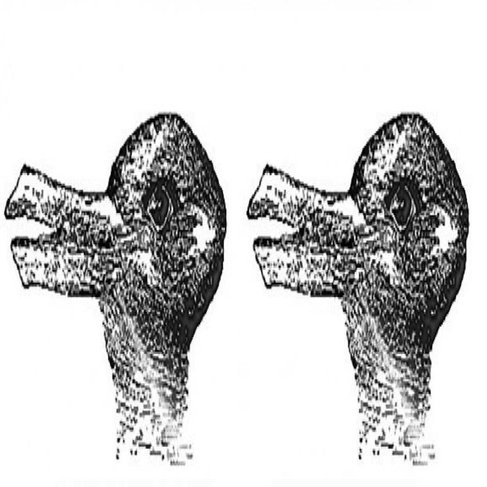 SNS時代に気をつけたい「ウサギとアヒル」とは【心理学で考えるSNS
