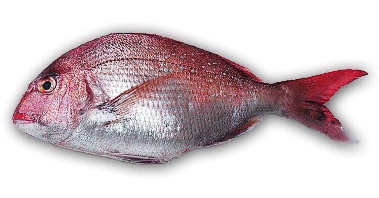 真鯛 食べ鯛 捌き鯛 ムール ガイ Note 真鯛 食べ鯛 捌き鯛 ムール ガイ Note