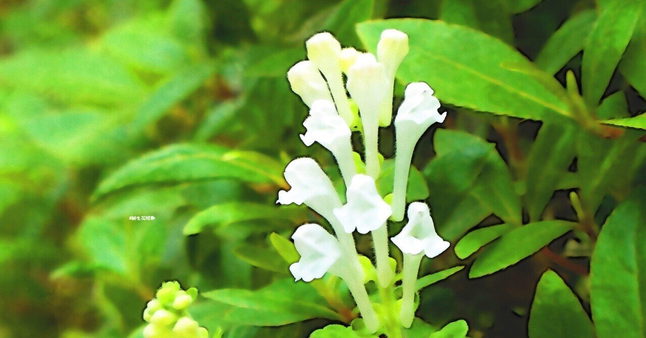 5月22日 誕生花は立浪草 誕生花短歌 御子柴 流歌 Note