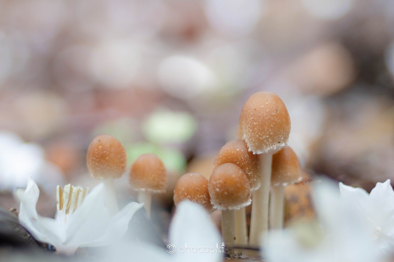 きのこ散歩＊2021/5/22シロキクラゲ天国｜ちょこすき～☆きのこ