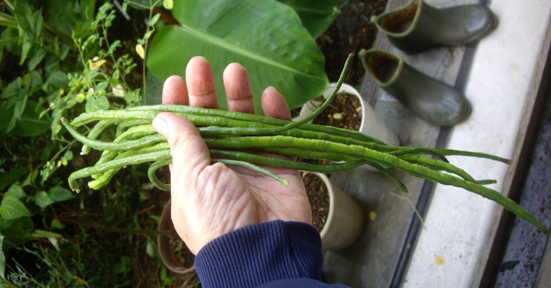 週末投稿 つれづれ有用植物 85 マメ科ササゲ属 三尺ササゲ Pingubanana Note