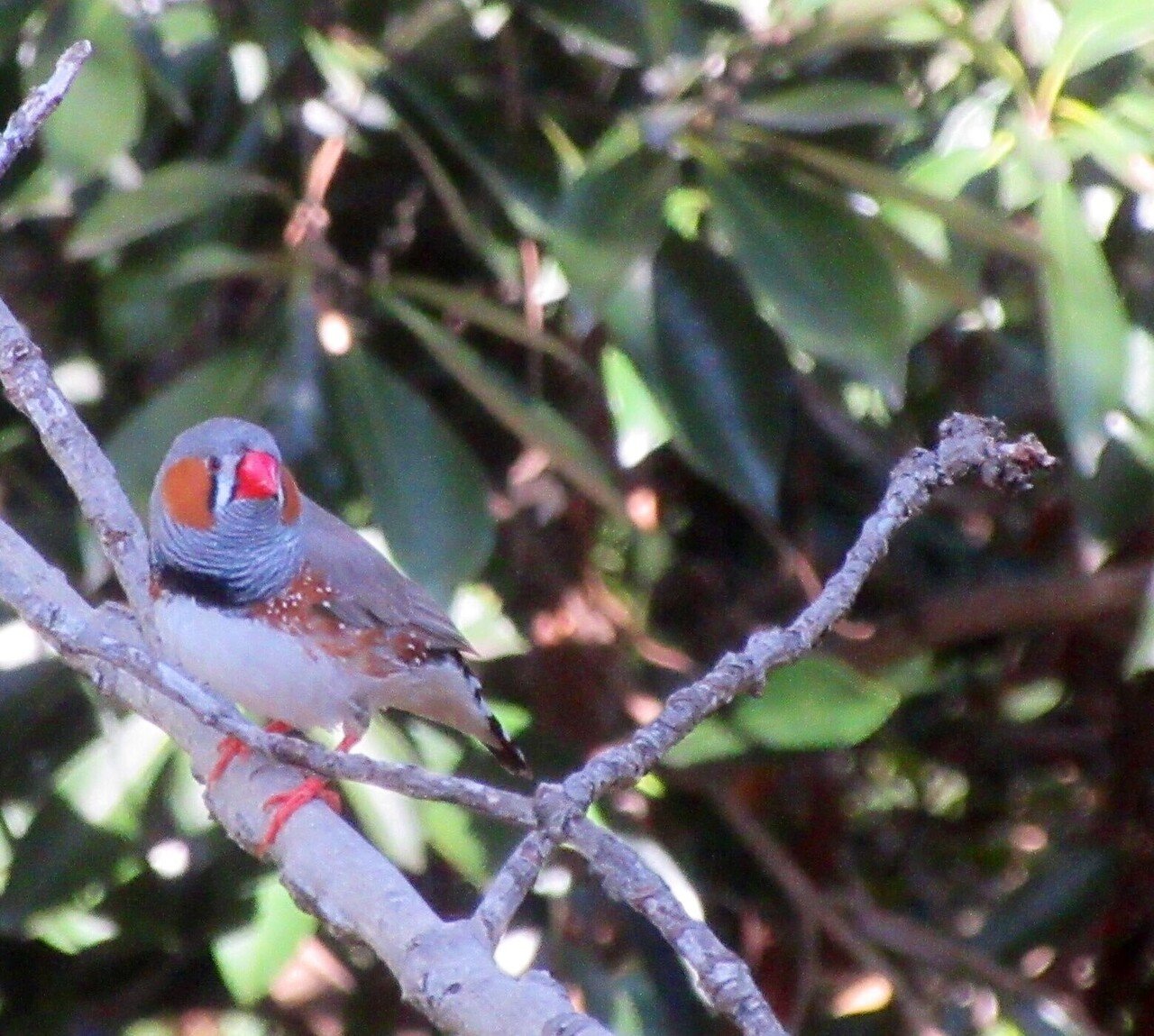 園館等訪問ルポ 愛玩鳥たちの 野性 キャンベルタウン野鳥の森 埼玉県越谷市 おらんうーたんになりたい Note 園館等訪問ルポ 愛玩鳥たちの 野性 キャンベルタウン野鳥の森 埼玉県越谷市 おらんうーたんになりたい Note