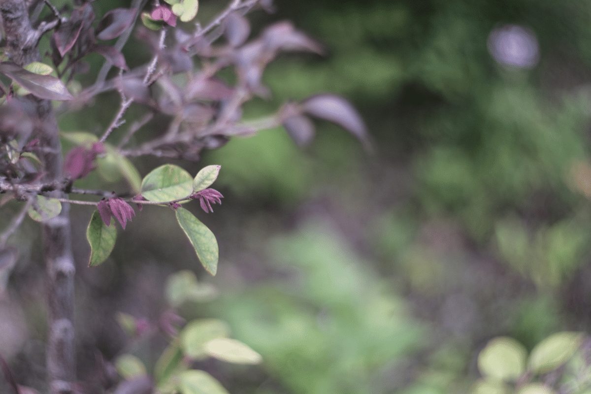 ◎富岡フレア◎YASHICA YASHINON-DX 5cm F2 L555 YASHINON 5cm