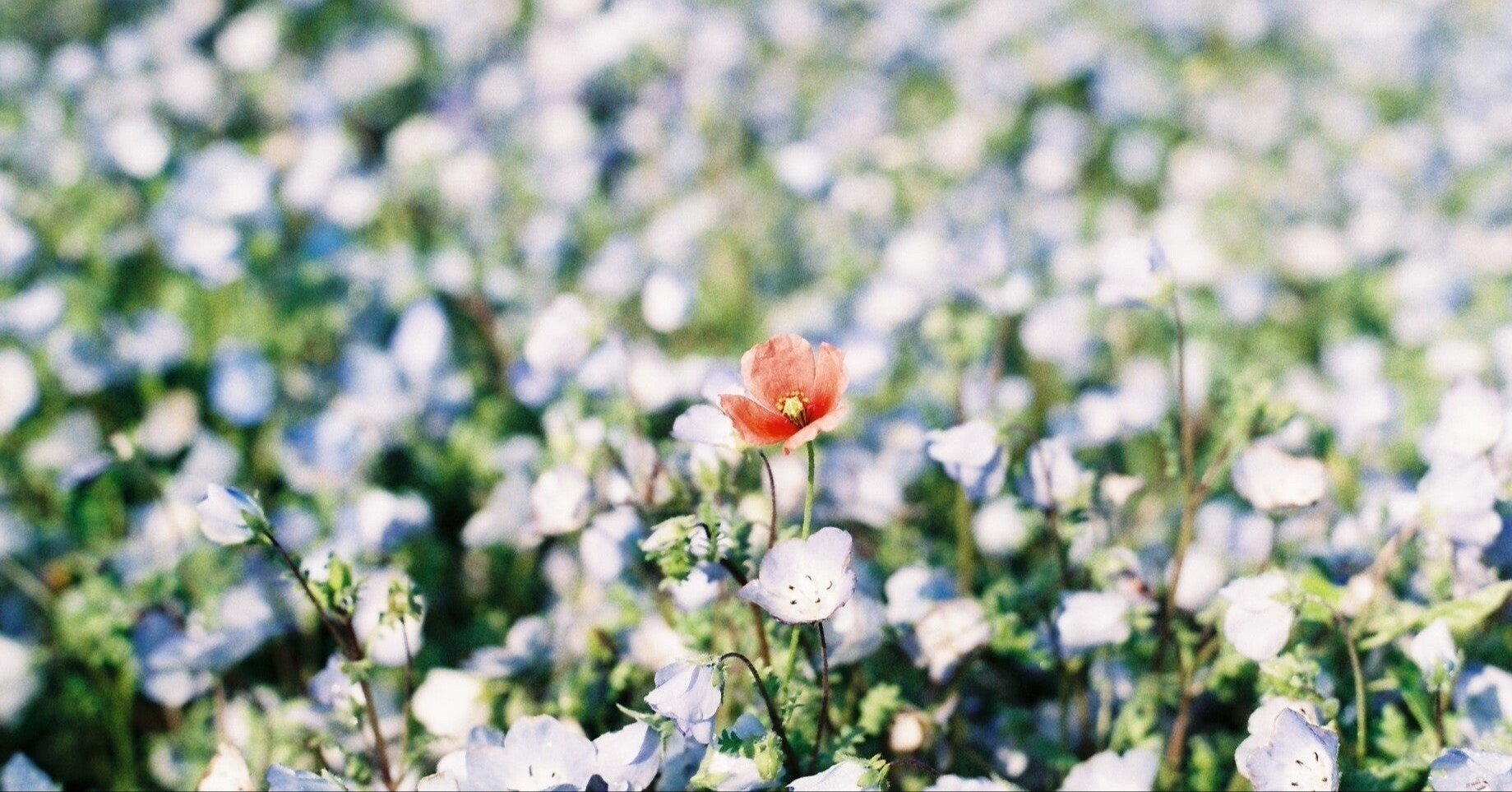 名言 4 美しさは女性の 武器 であり 装いは 知恵 であり 謙虚さは エレガント である ーココ シャネル 阿久津友美 Note