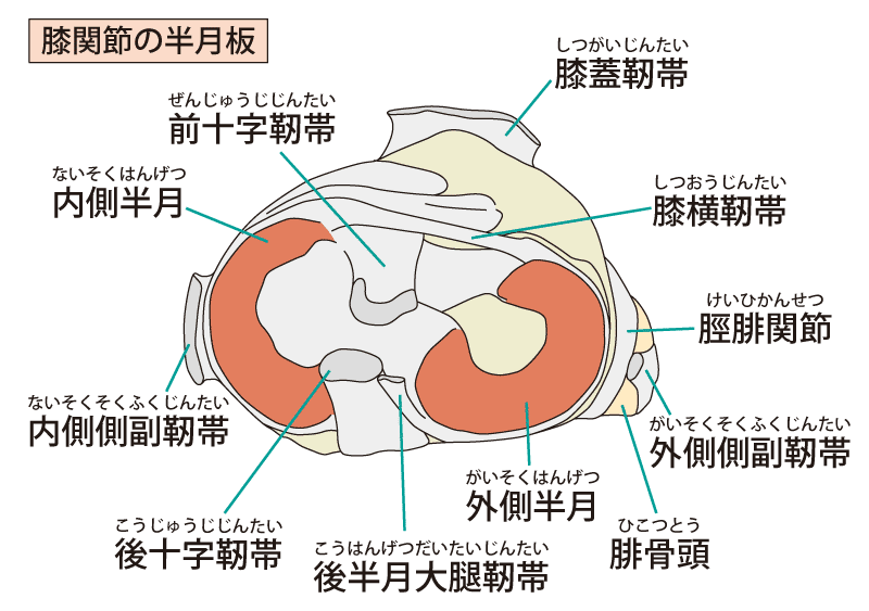 半月板の解剖学と血行領域 理学療法士による理学療法士のためのブログ 半月板の解剖学と血行領域 理学療法士による理学療法士のためのブログ