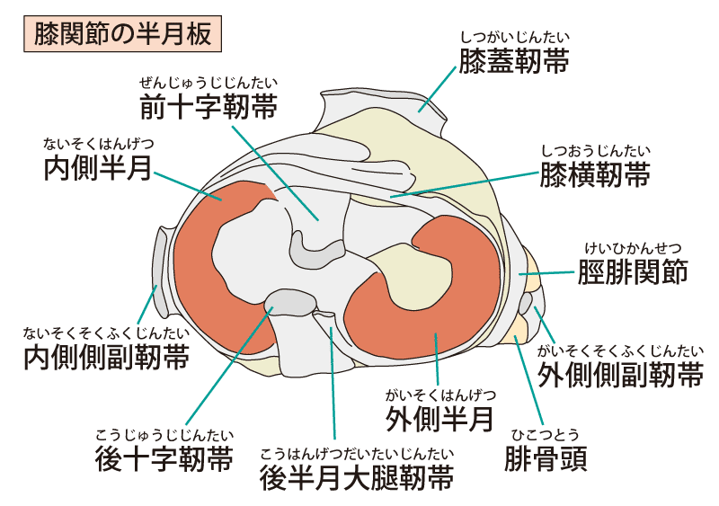 半月板の解剖学と血行領域 理学療法士による理学療法士のためのブログ