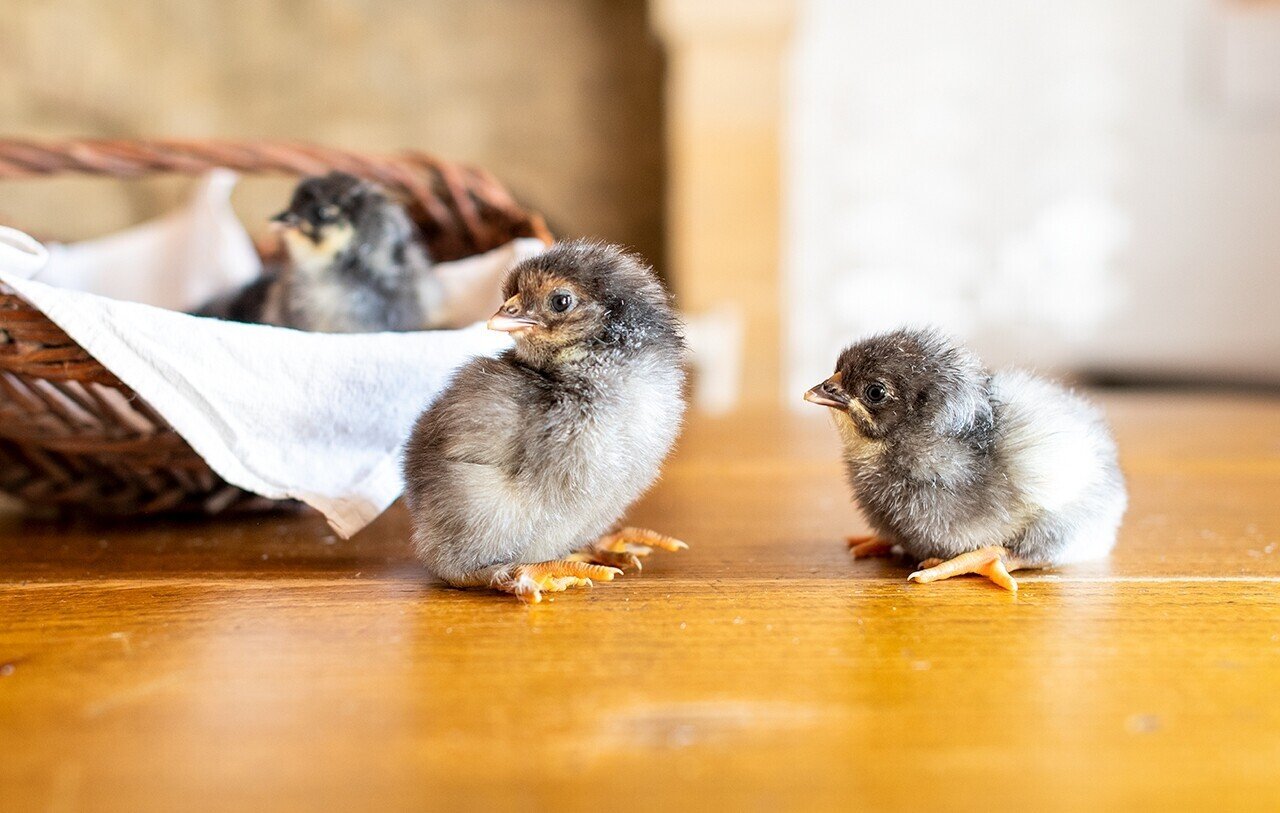 食べるための動物を育てる 酒巻 洋子 Note 食べるための動物を育てる 酒巻 洋子 Note