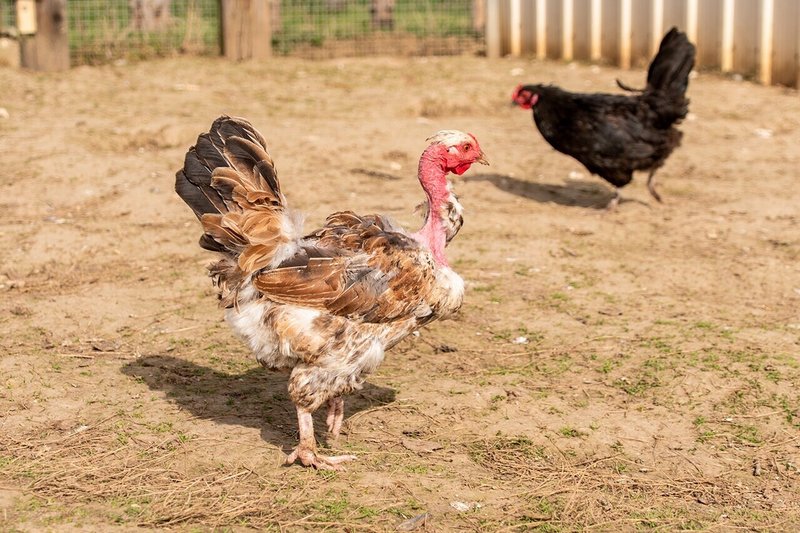 食べるための動物を育てる 酒巻 洋子 Note