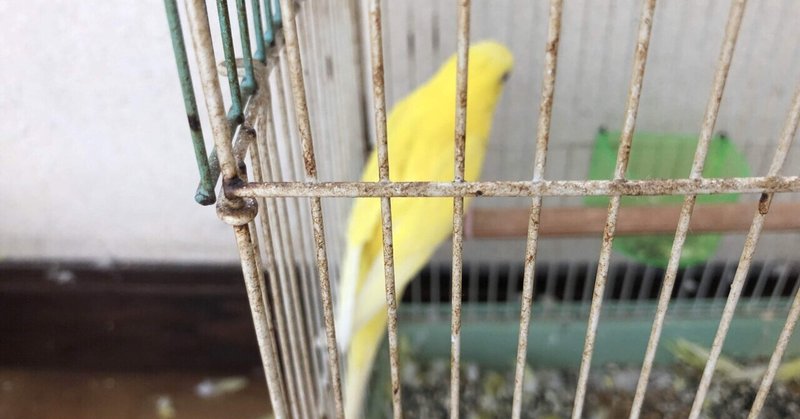 ペットの名前 鳥編 瀬戸さやか Note