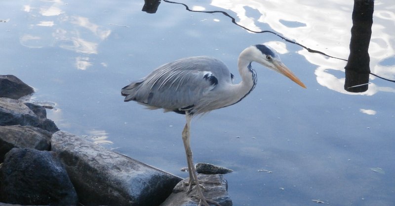 本物の改革とは自立した個々人が成すべきものであり qやトランプ氏に固執する事ではない lilac ライラック note