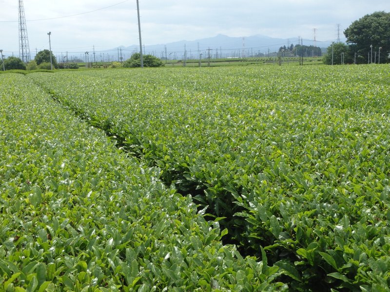 霞川_茶どころ通り