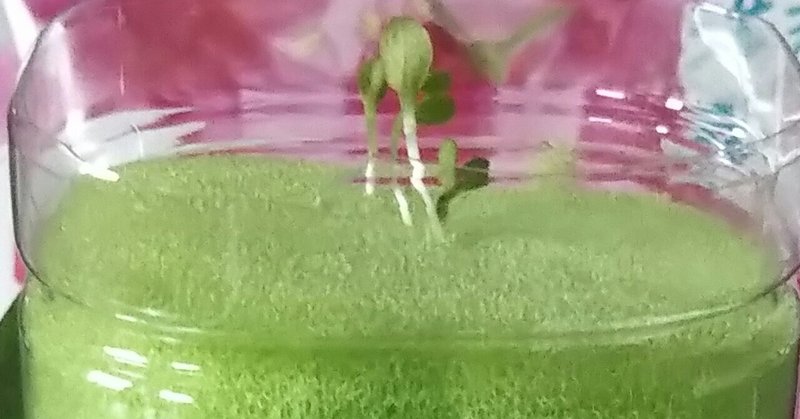 ベランダ ペットボトル菜園 5 23 ペットボトル菜園日記 水耕栽培用液体肥料はどこに とんぷぅ Note ベランダ ペットボトル菜園 5 23 ペットボトル菜園日記 水耕栽培用液体肥料はどこに とんぷぅ Note