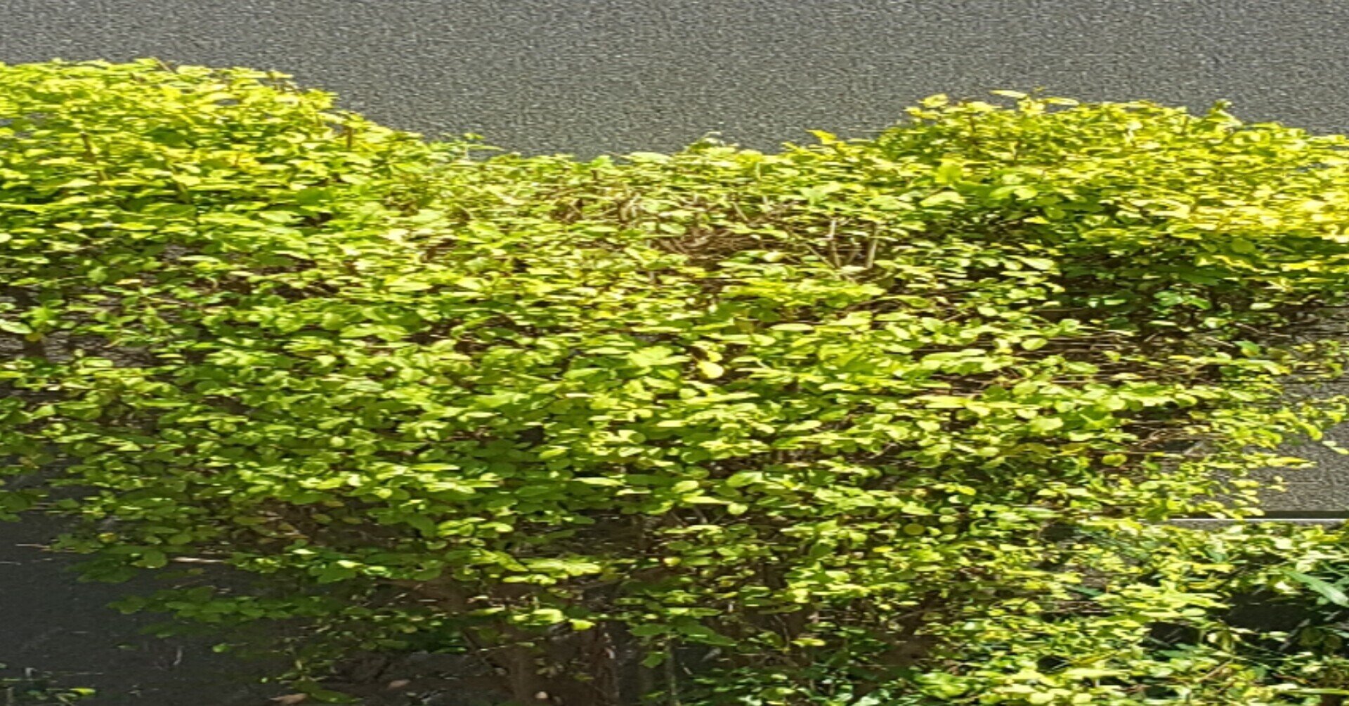 お久しぶりのミッキー木 銀木犀 薬園台 Note お久しぶりのミッキー木 銀木犀 薬園台 Note