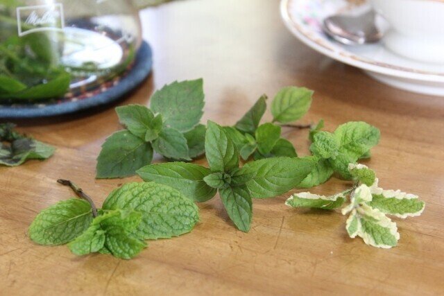 花粉症に効果的な食材 ミントを摂取して健康に Yamabikoのメモ帳 Note