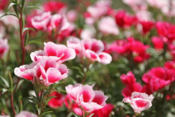 5 23の誕生花と花言葉 5 Nkma Note 5 23の誕生花と花言葉 5 Nkma Note