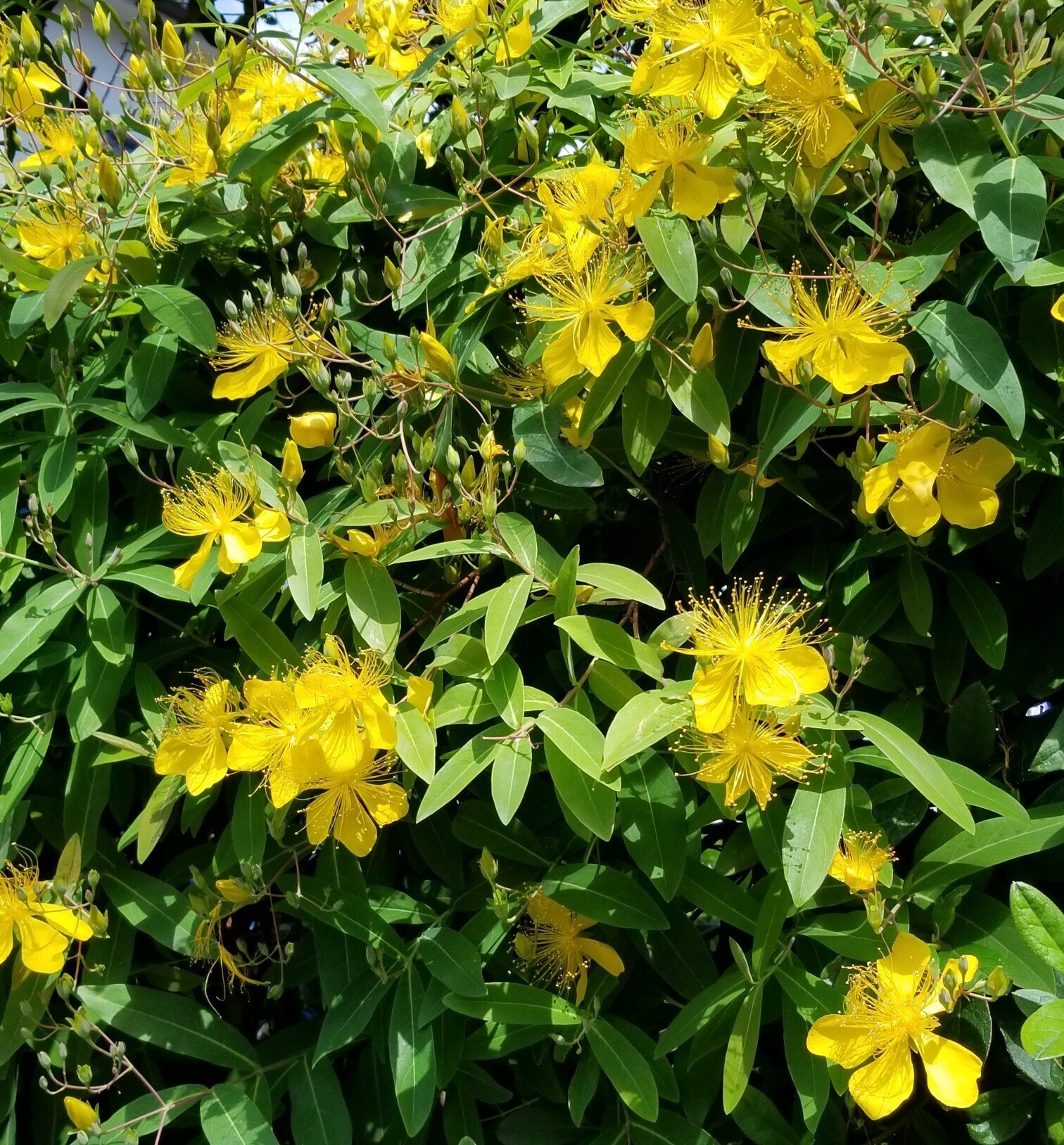 花言葉は気高さ の新着タグ記事一覧 Note つくる つながる とどける