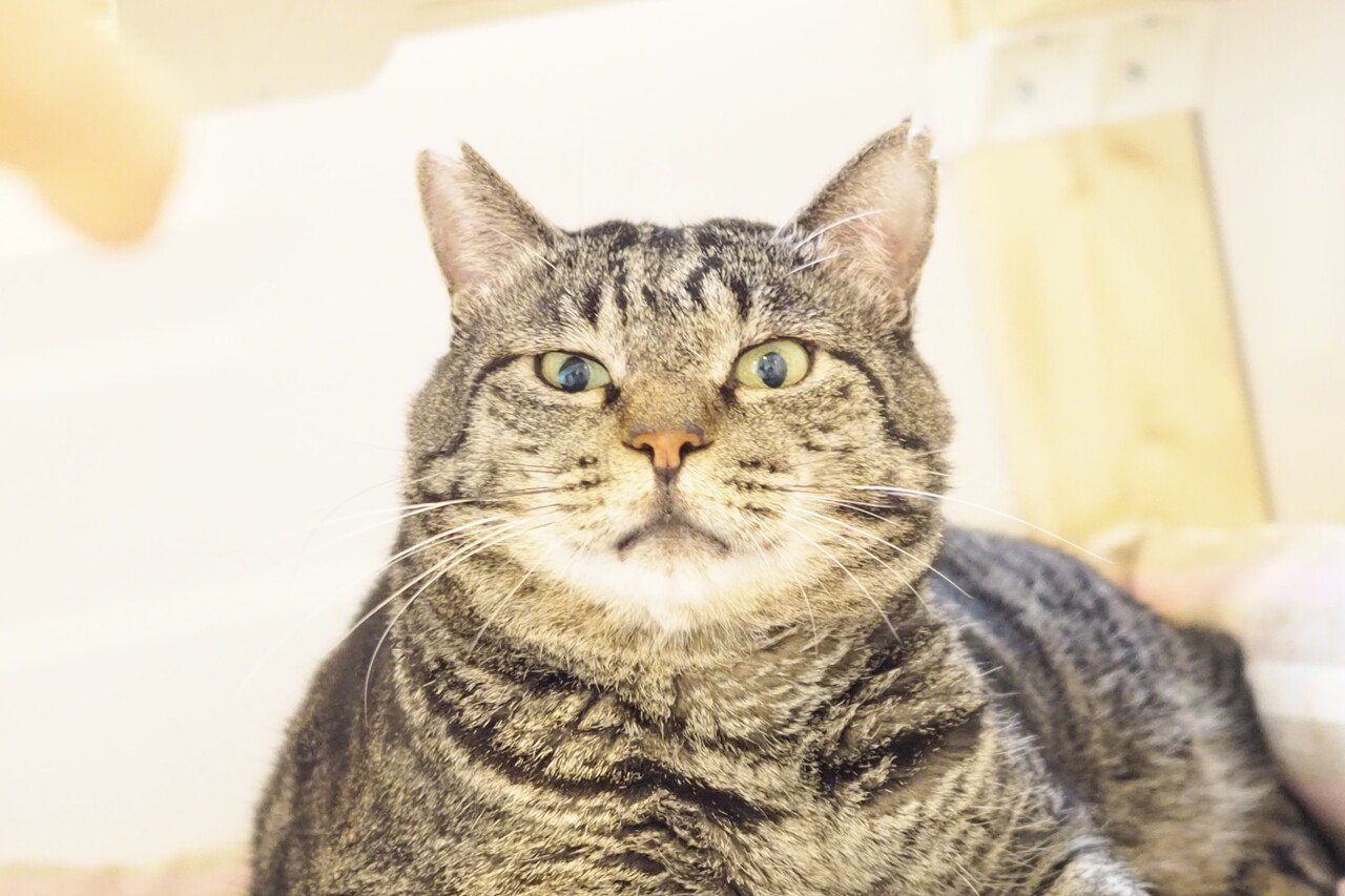 ラブコの保護猫 ファンファンがモデルを努める父の日ギフト販売開始 Love Co Note