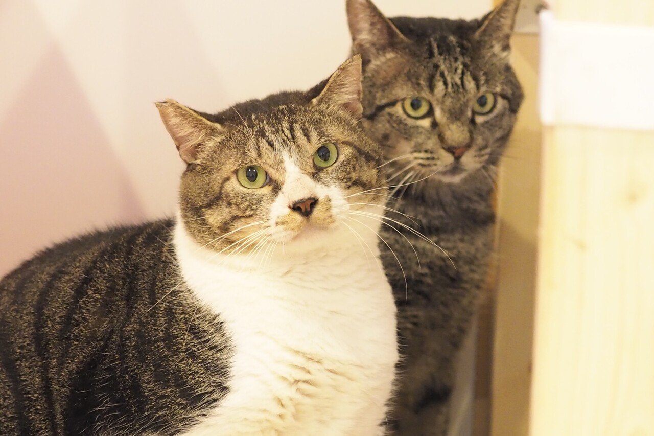 ラブコの保護猫 ファンファンがモデルを努める父の日ギフト販売開始 Love Co Note