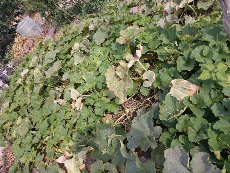 カボチャ 生き残りました みろく 無農薬 減農薬栽培で農家さんや家庭菜園者を応援 有機jas適合資材 Note
