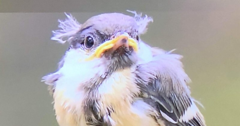 シジュウカラが喋ってた