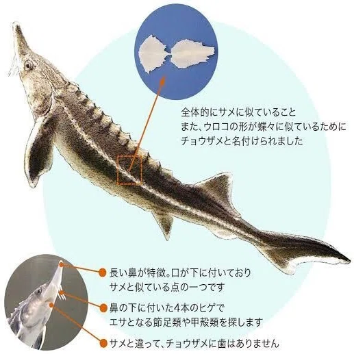 ノコギリの役割｜pirokichi