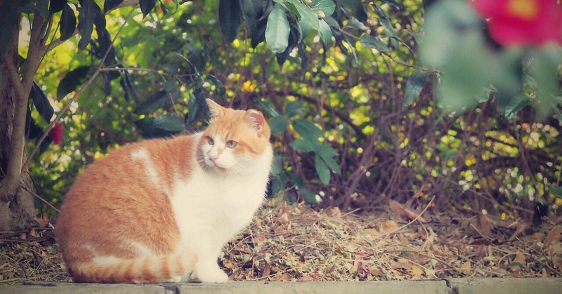 #13 中学2年の夏、動物病院での職場体験で学んだこと