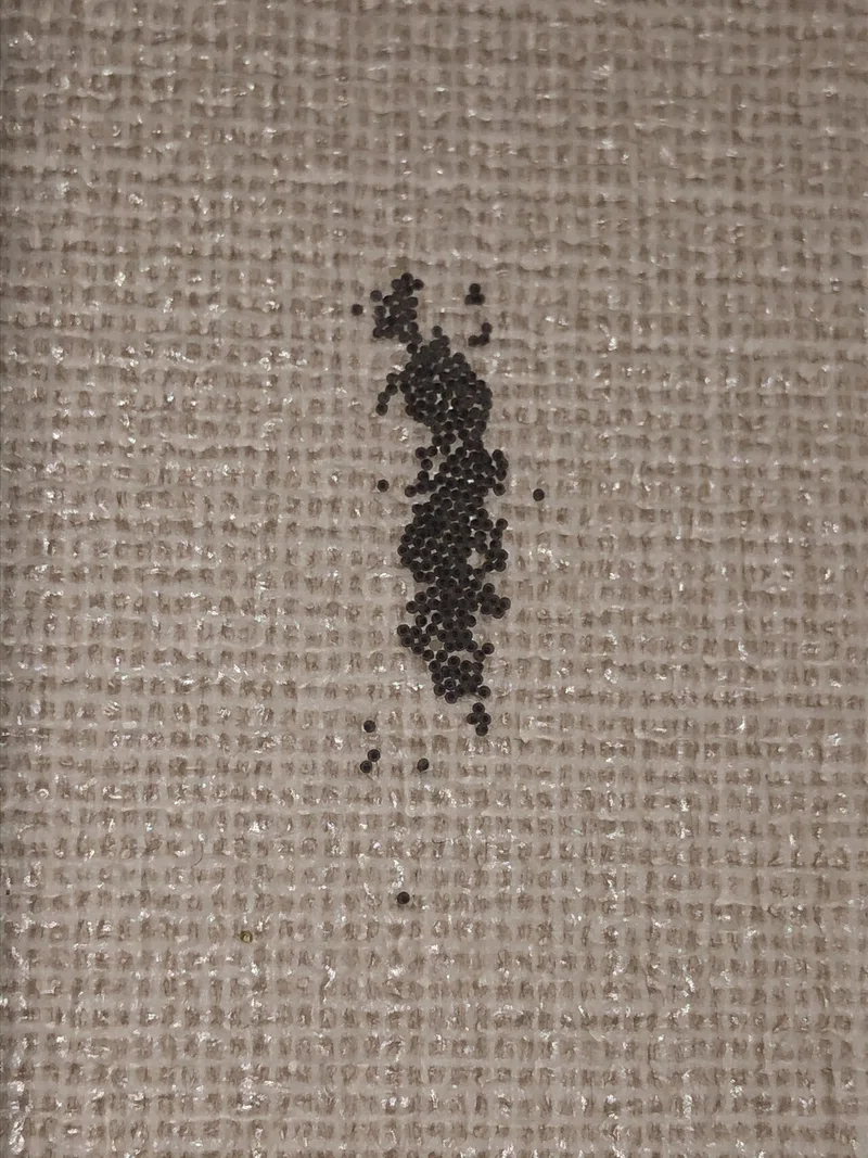 閲覧注意 家に蛾が入って壁紙に卵を産みました 直接触れずに除去する方法 Sunny Note