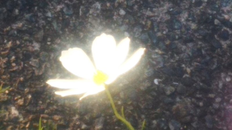 早朝からいませんよぉw の新着タグ記事一覧 Note つくる つながる とどける