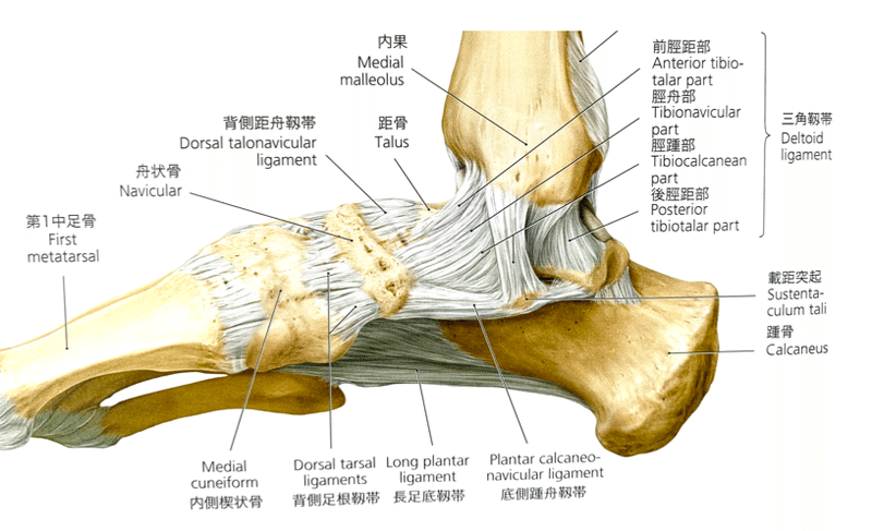 載距突起の触診 加藤淳 Note
