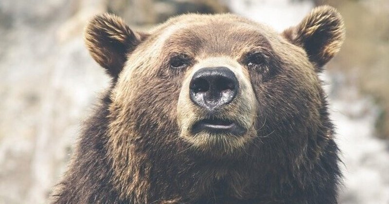 英単語 Bear の語源や由来 日本にいながら英語 英会話力爆上げ Note