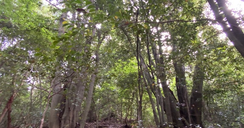 5 24 知恵 うんちくや知識ではない思考の深み いおりん日記 人生は後半戦が面白いのだ Note