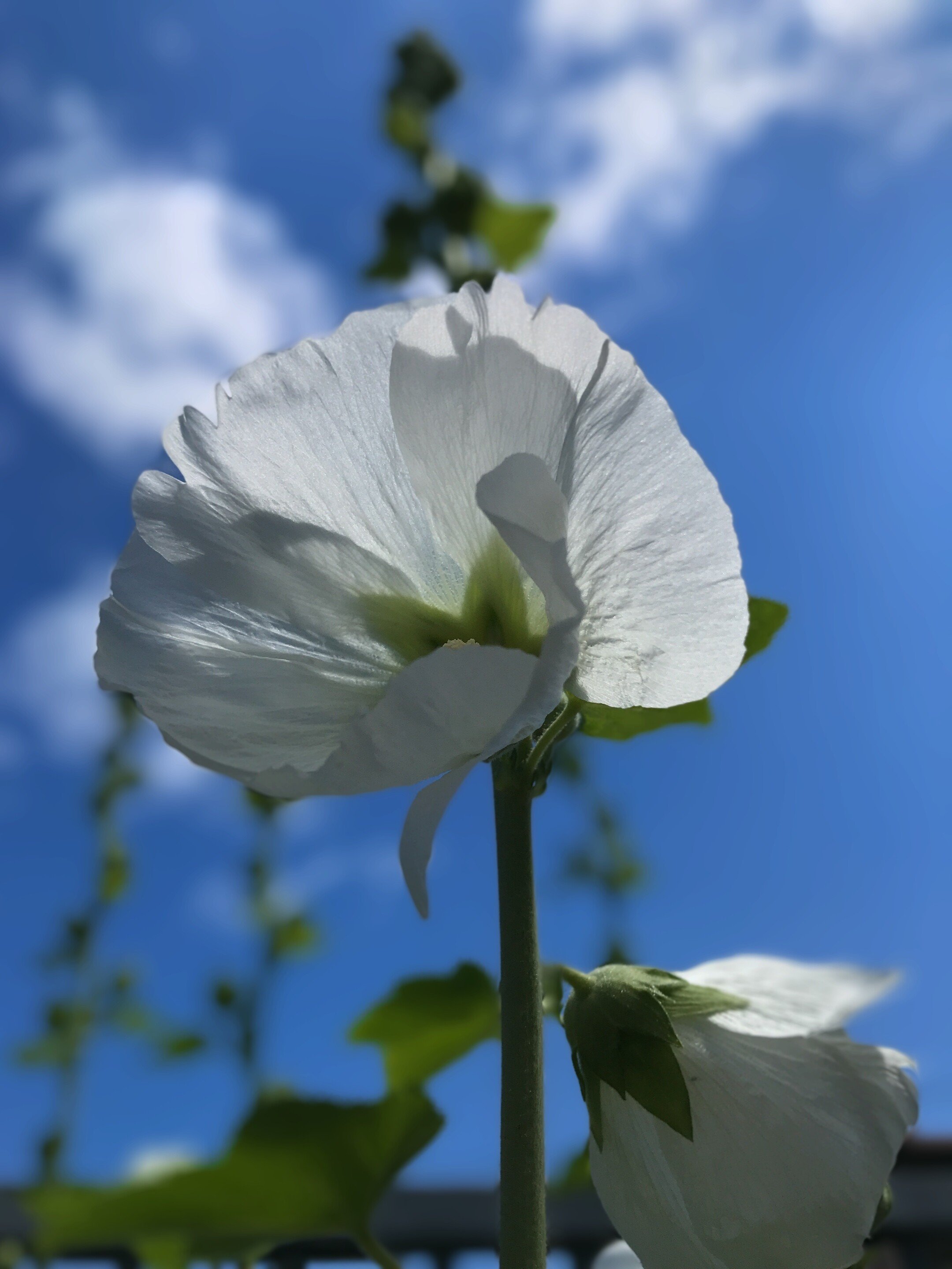 タチアオイ の定番タグ記事一覧 Note つくる つながる とどける