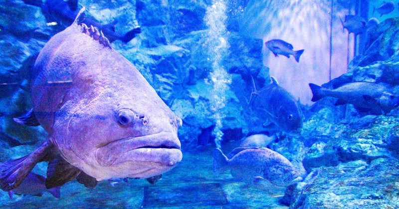 魅惑のローカル水族館「丹後魚っ知館」を何度も訪れたくなる理由