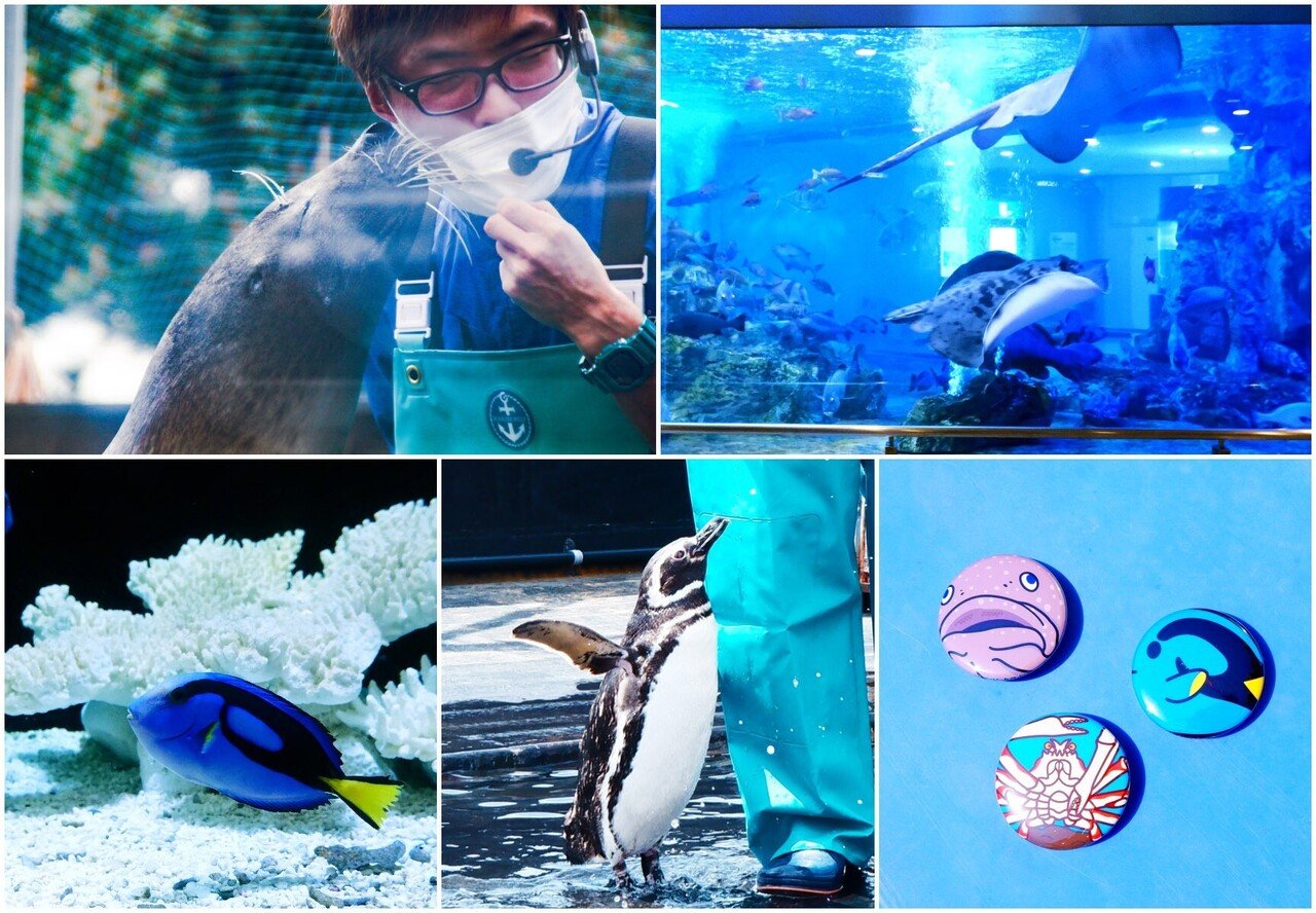 魅惑のローカル水族館 丹後魚っ知館 を何度も訪れたくなる理由 宮津市広報