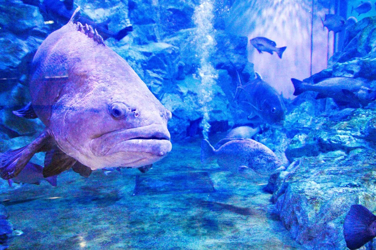 魅惑のローカル水族館「丹後魚っ知館」を何度も訪れたくなる理由｜宮津