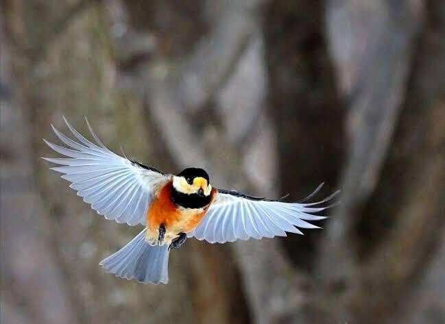 第868回 5月23日放送「ダーウィンが来た」より｜翆野 大地