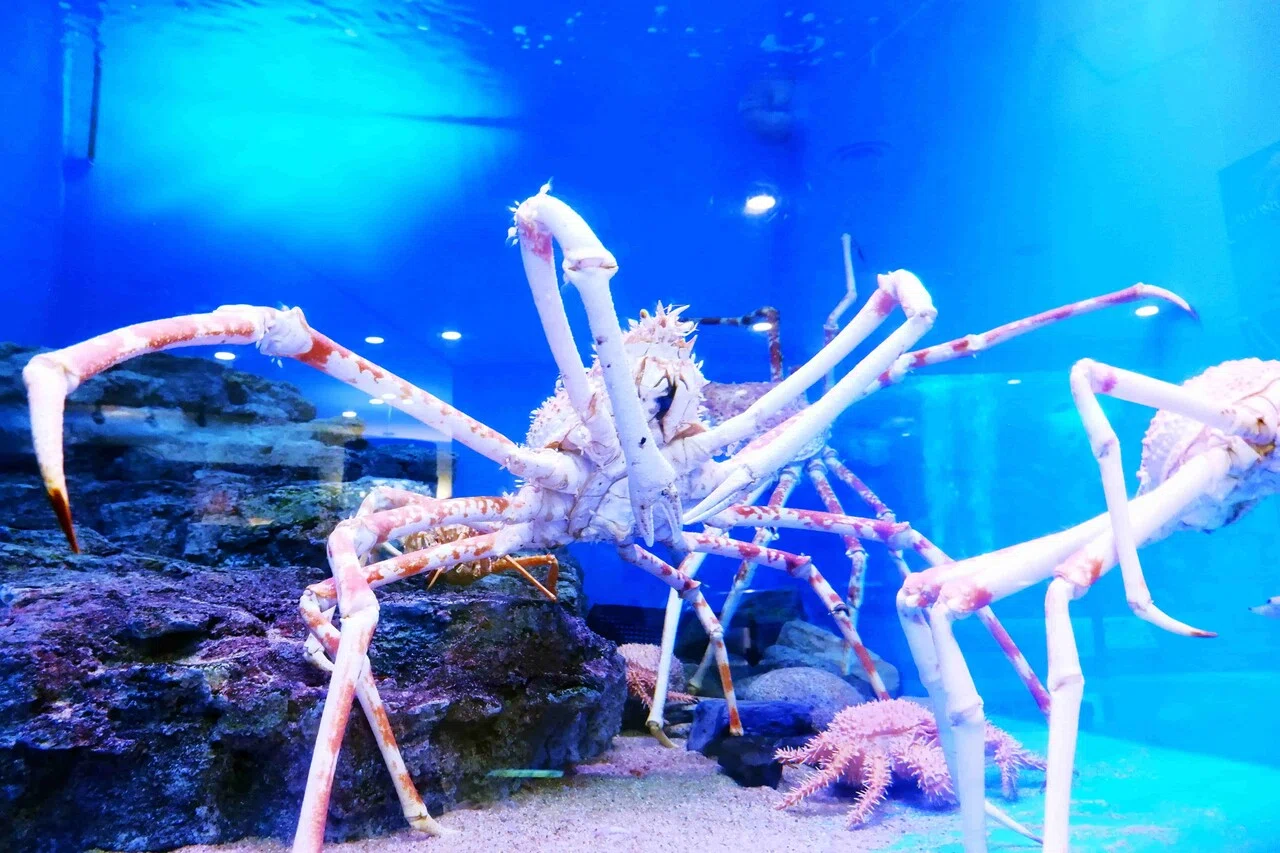 魅惑のローカル水族館「丹後魚っ知館」を何度も訪れたくなる理由｜宮津