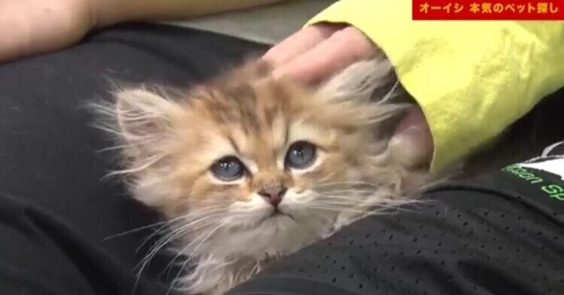 ピザラジ かわいい犬猫とおじさんが戯れる癒やし動画 を実況してみた その4 Yuri Note ピザラジ かわいい犬猫とおじさんが戯れる癒やし動画 を実況してみた その4 Yuri Note