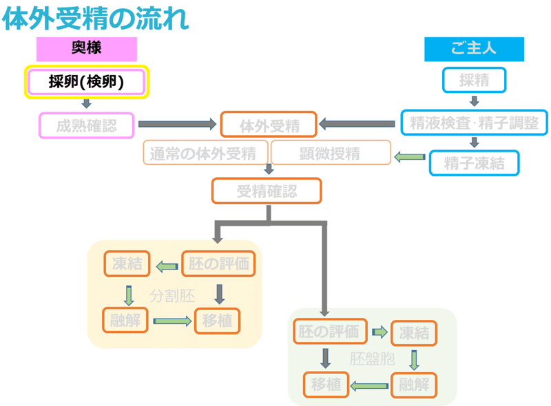 体外受精の流れ-2